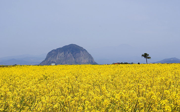 Jeju, Jeju island, raps, voldtekt blomster, sanbangsan, våren, gul