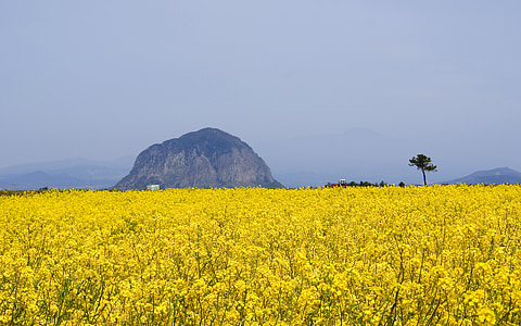 Jeju, Jeju island, rapsi, vägistamise lilled, sanbangsan, kevadel, kollane