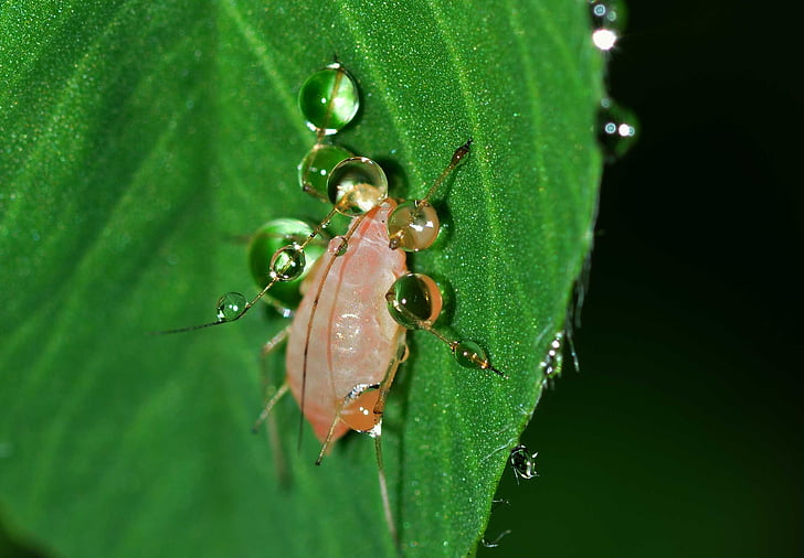 aphid, close-up, dew, dewdrops, drops, hemiptera, insect