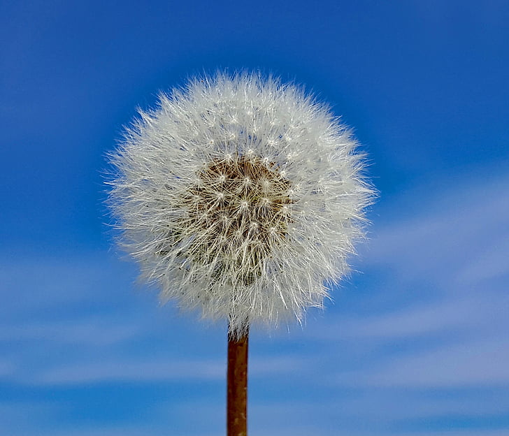 dandelion, plant, seed, nature, clouds, white, environment