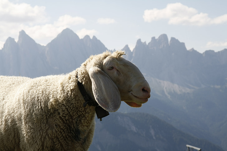 oveja, montañas, lana, naturaleza, animal, ganado, el Tyrol del sur