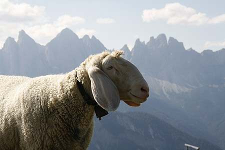 ovce, hory, vlna, Príroda, zviera, hovädzí dobytok, Južné Tirolsko