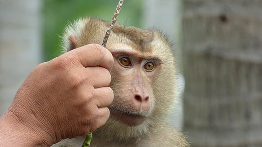 con khỉ, äffchen, động vật, sở thú, Thiên nhiên, Thái Lan, dừa
