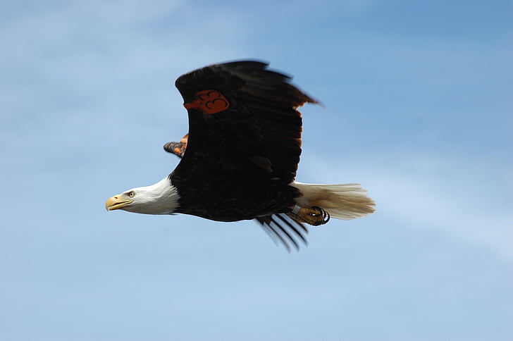 Bald eagle, pływające, gwałtowny wzrost, ptak, Raptor, lotu, dziki