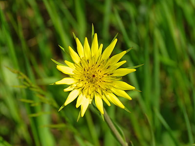 yellow salsify flower, yellow flower, wild flower, salsify, flower, plant, nature