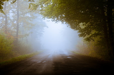 autumn, fall, fog, forest, nature, road, trees