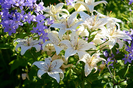 lilie, květ, bílá, fialové tečky, rozkvetl, jaro, zahrada
