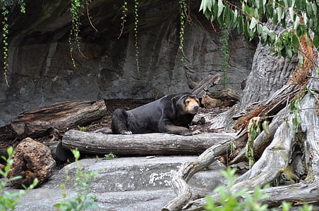 animal, oso de, oso negro, Parque zoológico