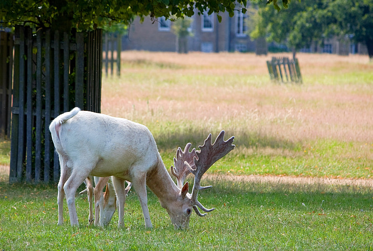 white, deer, stage, male, hart, buck, grazing
