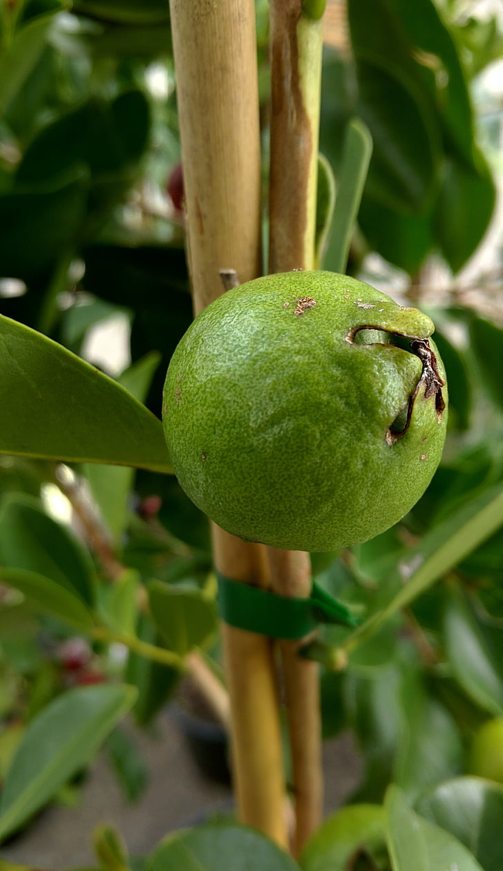 Guava, Tropical, Anläggningen, träd, naturen, frukt