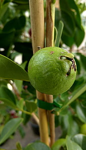 guava, tropical, plant, tree, nature, fruit