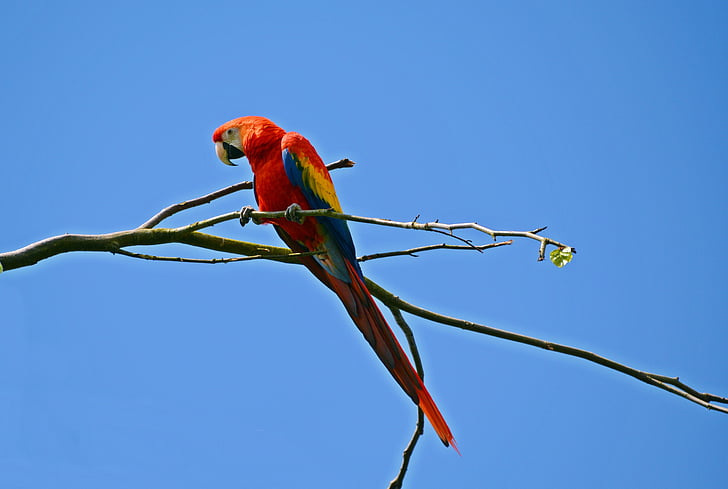 παπαγάλος, Ara, πουλί, πολύχρωμο, ζώο, πολύχρωμο φτέρωμα, φύση