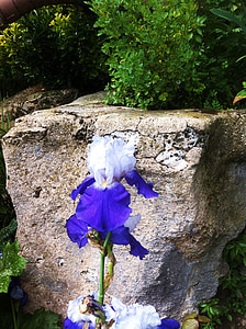 Iris, cvijet, plava, bijeli, priroda, kamena