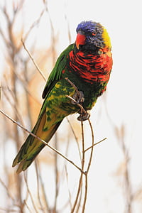 mnohobarvý, Papoušek, pták, Příroda, volně žijící zvířata, barevné, zelená