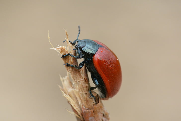 Beetle, rouge, coccinelle rouge, insecte, fermer, macro, nature