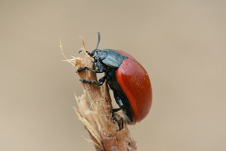 beetle, red, red beetle, insect, close, macro, nature