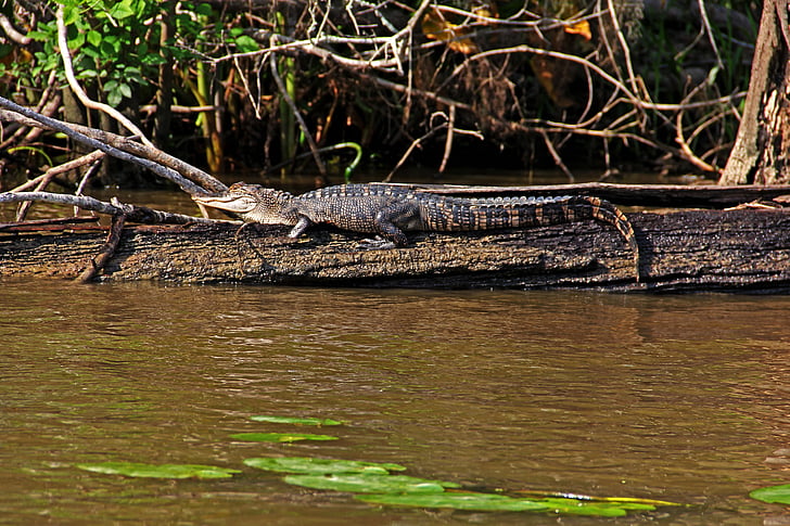 Louisiana, aligátor, Gator, plaz, bažina, ještěrka, volně žijící zvířata