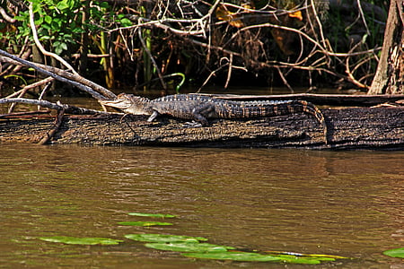 Louisiana, aligator, Gator, gmaz, močvara, gušter, biljni i životinjski svijet
