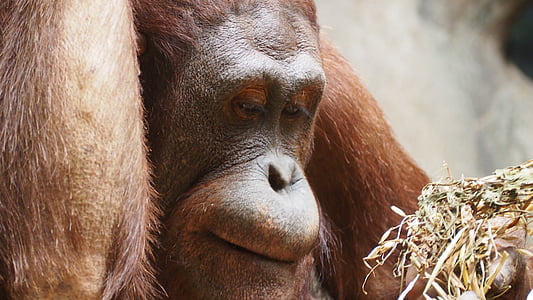 Orangutan, opica, opica, primatov, prosto živeče živali, divje, živali
