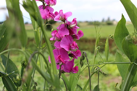 thực vật, mùa hè, lĩnh vực, Meadow, làng, màu xanh lá cây, Thiên nhiên