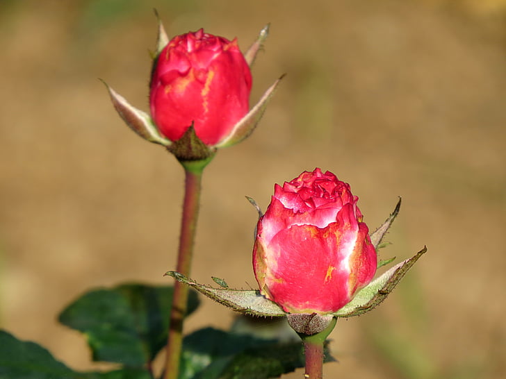 rose, bud, flower, romantic, love, valentine