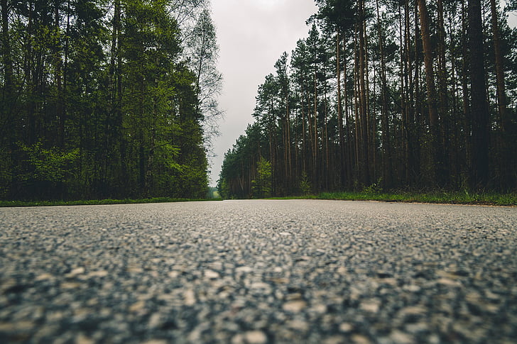 green, trees, plant, nature, forest, road, street