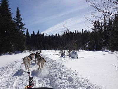 inverno, slitte trainate da cani, Husky, Alaskan, Artico, a slitta, slittino