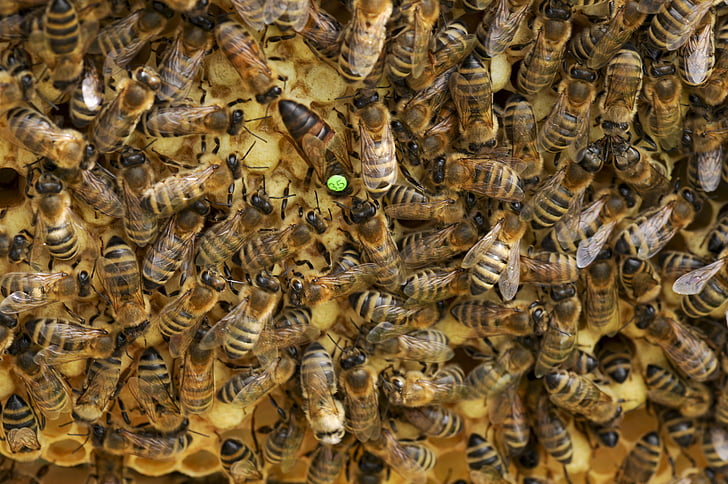 бджоли, Королева бджіл, вулик, стільниковий, Бджільництво, Королева, медоносних бджіл