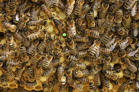 Bienen, Bienenkönigin, Bienenstock, Wabe, Imkerei, Königin, Honig-Bienen
