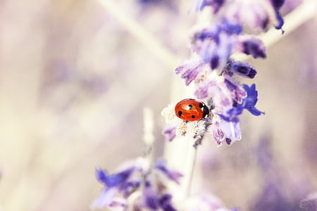 Ladybug, lavanda, floare, flori, de plantare, floare floare, violet