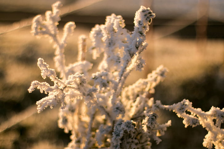 eiskristalle, ฤดูหนาว, แช่แข็ง, ตอนเช้า, พระอาทิตย์ขึ้น, สวิตเซอร์แลนด์, เบอร์ zürcher