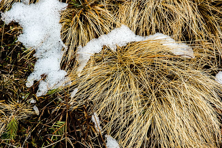 sneg, f, trava, Frost, narave, pozimi, zasneženih