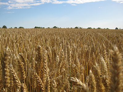 gandum, panen, sereal, pertanian, emas, gandum, langit
