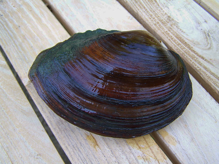 shells, freshwater mussels, aquatic animal, food, wood - Material, brown, close-up