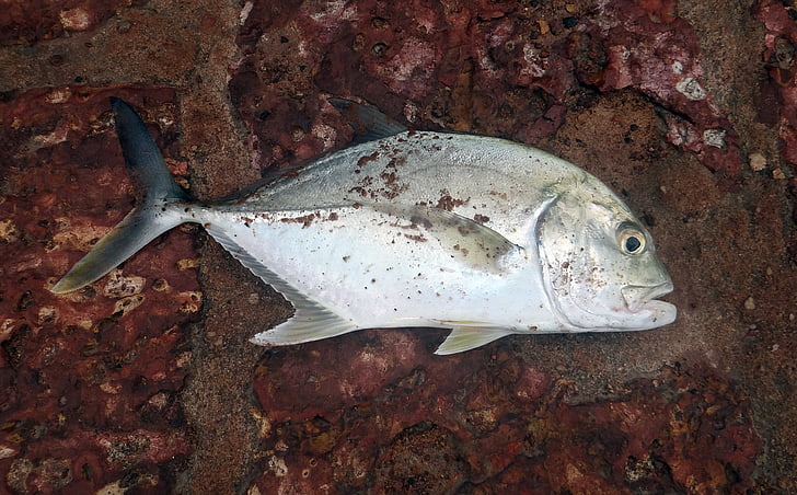 butterfish, taze yakaladı, çengel, Goa, Hindistan