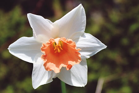 Daffodil, flor, primavera, flor, flor, Narcís, planta
