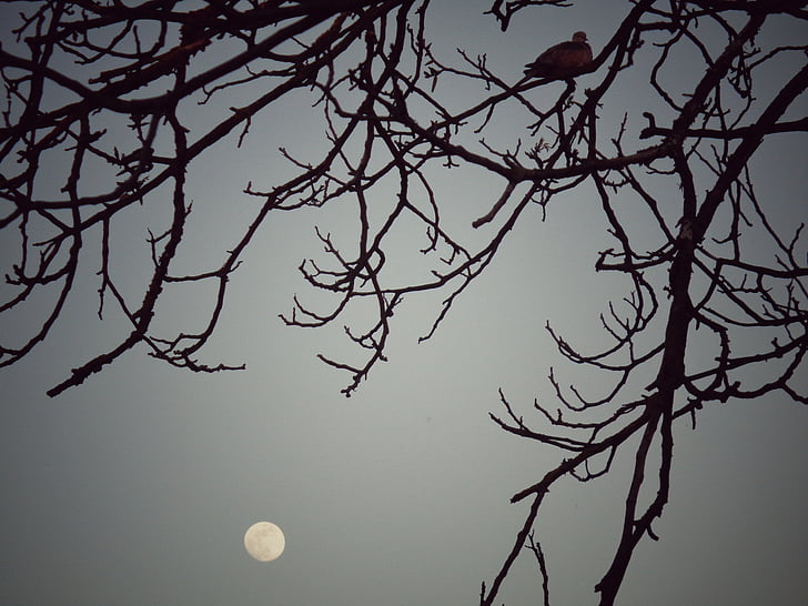 Constantiniu, copac, noapte, odihnindu-se, Filiala, nuc