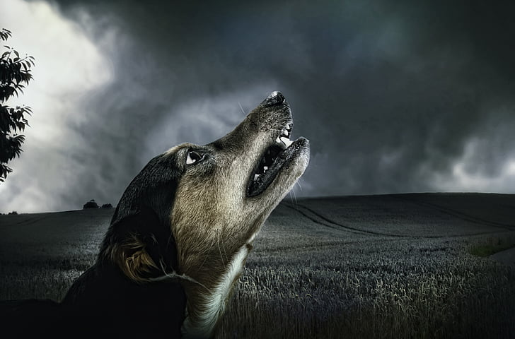 dier, dieren fotografie, duisternis, hond, veld, howl, maanlicht