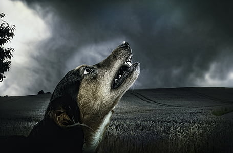 animal, animal photography, darkness, dog, field, howl, moonlight