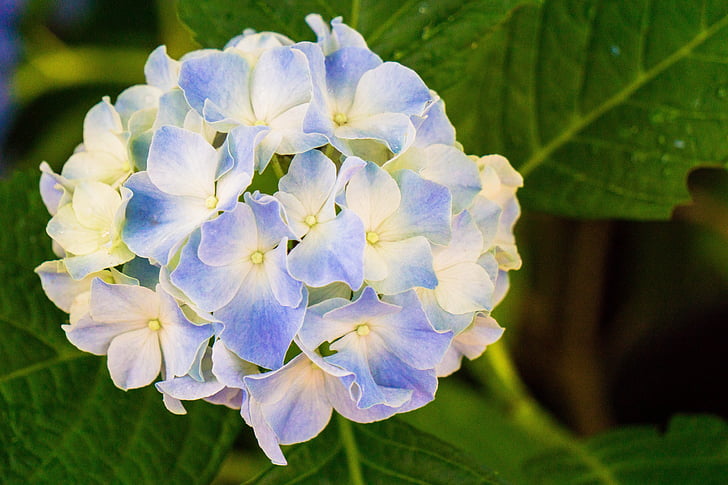 blomster, blomst, natur