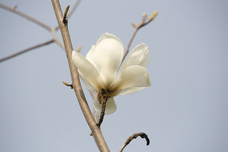 Magnolia, kvety, biela Magnólia, kvet Magnolia, jarné kvety, Jeonju, inovácie city jeonbuk Kórea