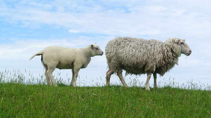sheep, lamb, texelschaf, texel, dike, animals, agriculture
