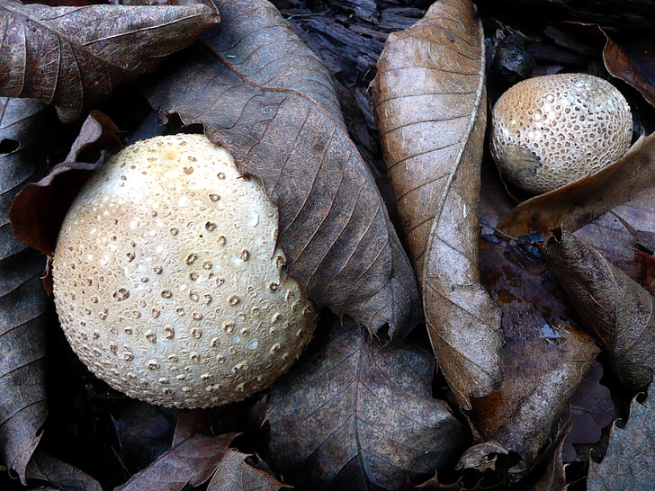 mushrooms, bovist, leaves, autumn