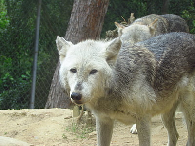 Lobo, Parque zoológico, salvaje, depredador, un animal, temas de animales, día