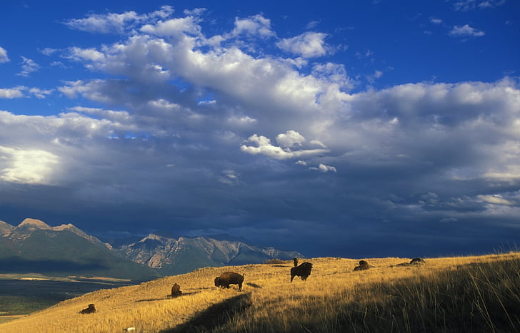 buffalo, herd, animals, mammals, panorama, landscape, scenic