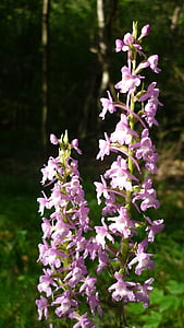 комар ароматни орхидеи, Немски орхидея, цветя ярко розово, високи растения, планинска поляна, природата, цвете