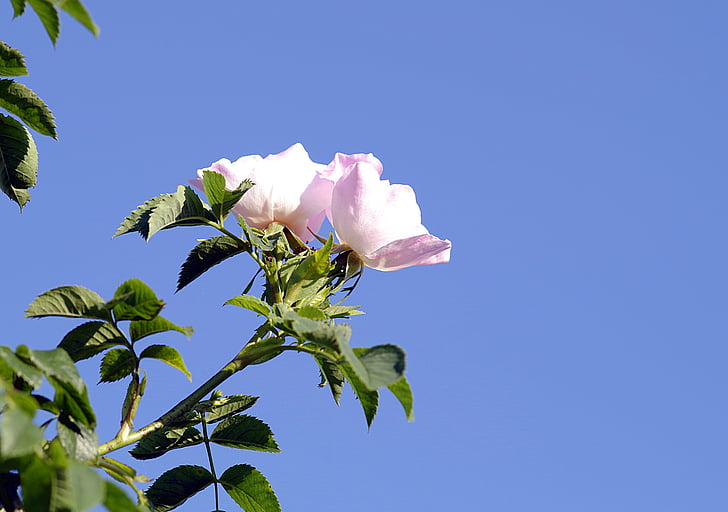 Wild rose, floare, a crescut, Bush, crenguta, de bush, cu flori