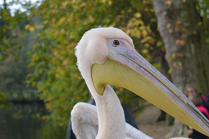 Pelican, lind, nokk, looma, hambad, suu, Zoo