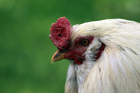 ayam, burung, hewan, pertanian