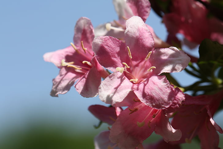 Azalea, rosa, flor rosa, flores, primavera, abril, naturaleza